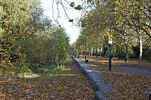 Russia Dock Woodland, autumn