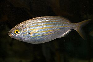 Sarpa salpa .jpg