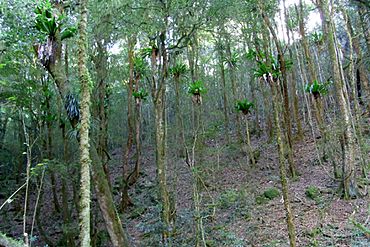 Shatterwood & Birds Nest Ferns.JPG