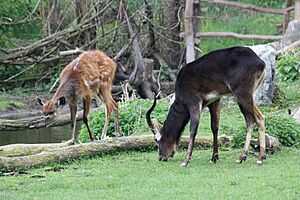 Sitatunga a voduška abok 7988