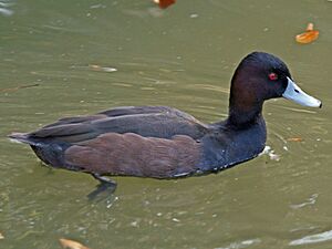 Southern Pochard (Netta erythrophthalma) RWD1.jpg