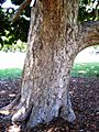 Syzygium moorei Sydney trunk