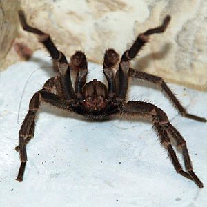 Tarantula, Attacking Position, Photo by Sascha Grabow