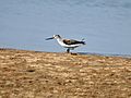 Terek Sandpiper I IMG 9379