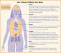 Tobacco diagram