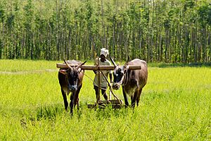 Traditional ploughing - Karnataka