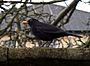 Turdus merula -garden wall-8.jpg