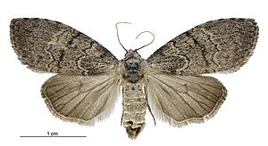 Uraba lugens female.jpg