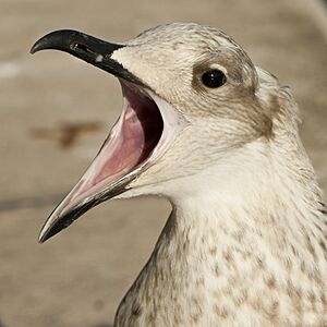 Venice seagull mouth