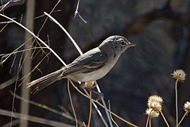 Vireo bellii -Arizona, USA-8