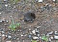 Western red-backed vole ODFW CC.JPG