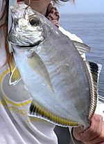 Whitefin trevally Fiji 2