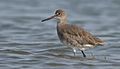 Willet-16SEP2017