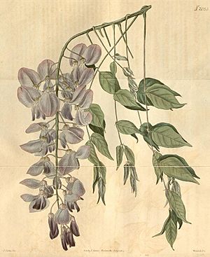 Wisteria Botanical Magazine vol 47