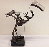 World Museum's Mounted Dodo Skeleton