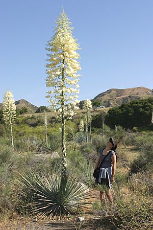 Yucca whipplei 2005.jpg