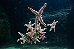 A constellation of starfish (26705635884)