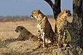 Acinonyx jubatus Sabi Sand