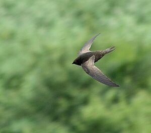 African Black Swift (Apus barbatus) in flight, above and side view