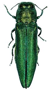 Agrilus planipennis 001