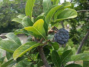 Annona squamosa 20180920 133254.jpg