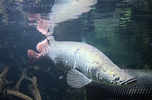 Arapaima gigas captivity.jpg