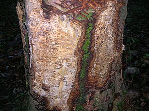 Badger Scratching tree, Spier's, Beith