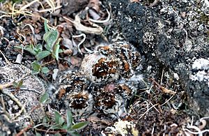 Baird's Sandpiper chicks