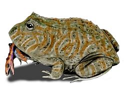 Beelzebufo BW.jpg