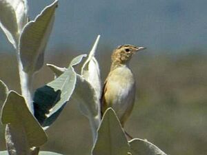 Black-backed Cisticola female JM2.jpg