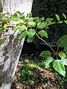 Black Cottonwood in Permanente Creek Oct. 8, 2016