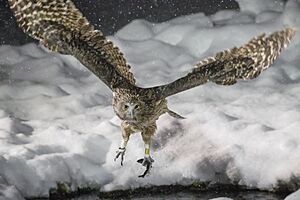 Blakiston's fish owl