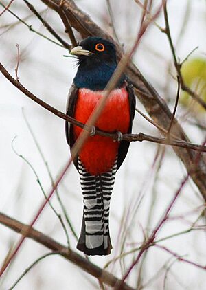 Blue-crowned Trogon.JPG