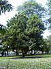 Breadfruit Tree.jpg