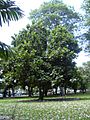 Breadfruit Tree