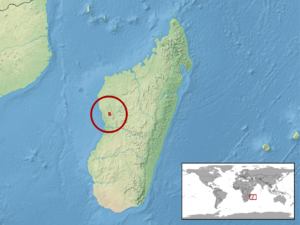 Brookesia perarmata distribution.png