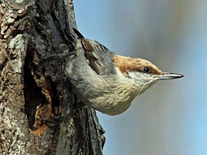 Brown-headed Nuthatch RWD13b