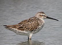 Calidris himantopus.jpg