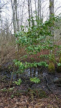 Californiabaylaurel tacomawa2