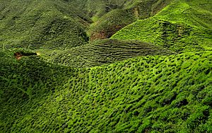 Cameron Highland Tea Plantation 2012