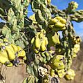 Cardenche (Cylindropuntia imbricata ssp. imbricata)