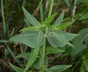 Centranthus ruber B