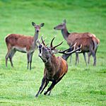 Cervus elaphus Luc Viatour 3.jpg