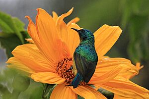 Collared sunbird (Hedydipna collaris) female.jpg