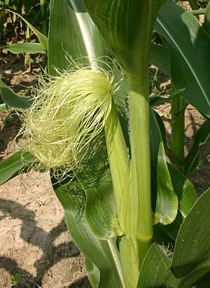 Cornsilk 7091