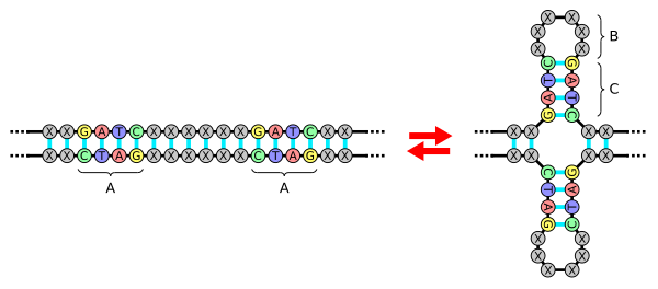 DNA palindrome