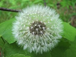 Dandelion clock on leaves