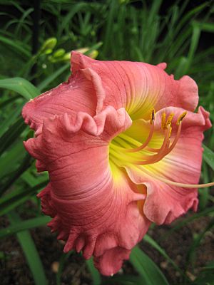 Daylily "Hush Little Baby".jpg