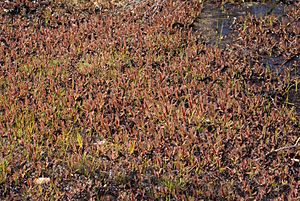 Drosera arcturi Lake Pedder Tasmania