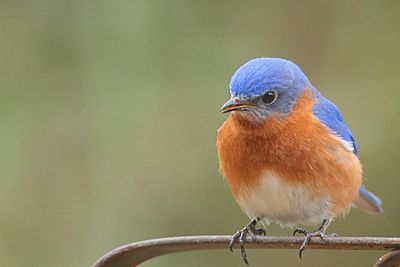 Eastern Bluebird on Callawassie Island